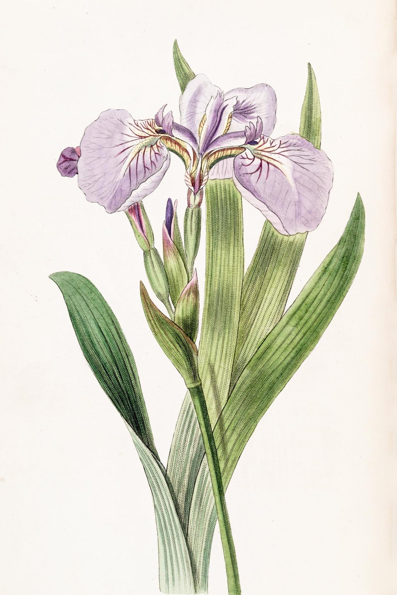 Bristle-Tipped Iris