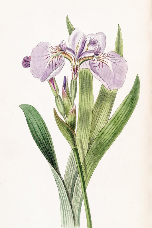 Bristle-Tipped Iris