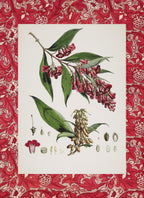 Buddleia Colvilei