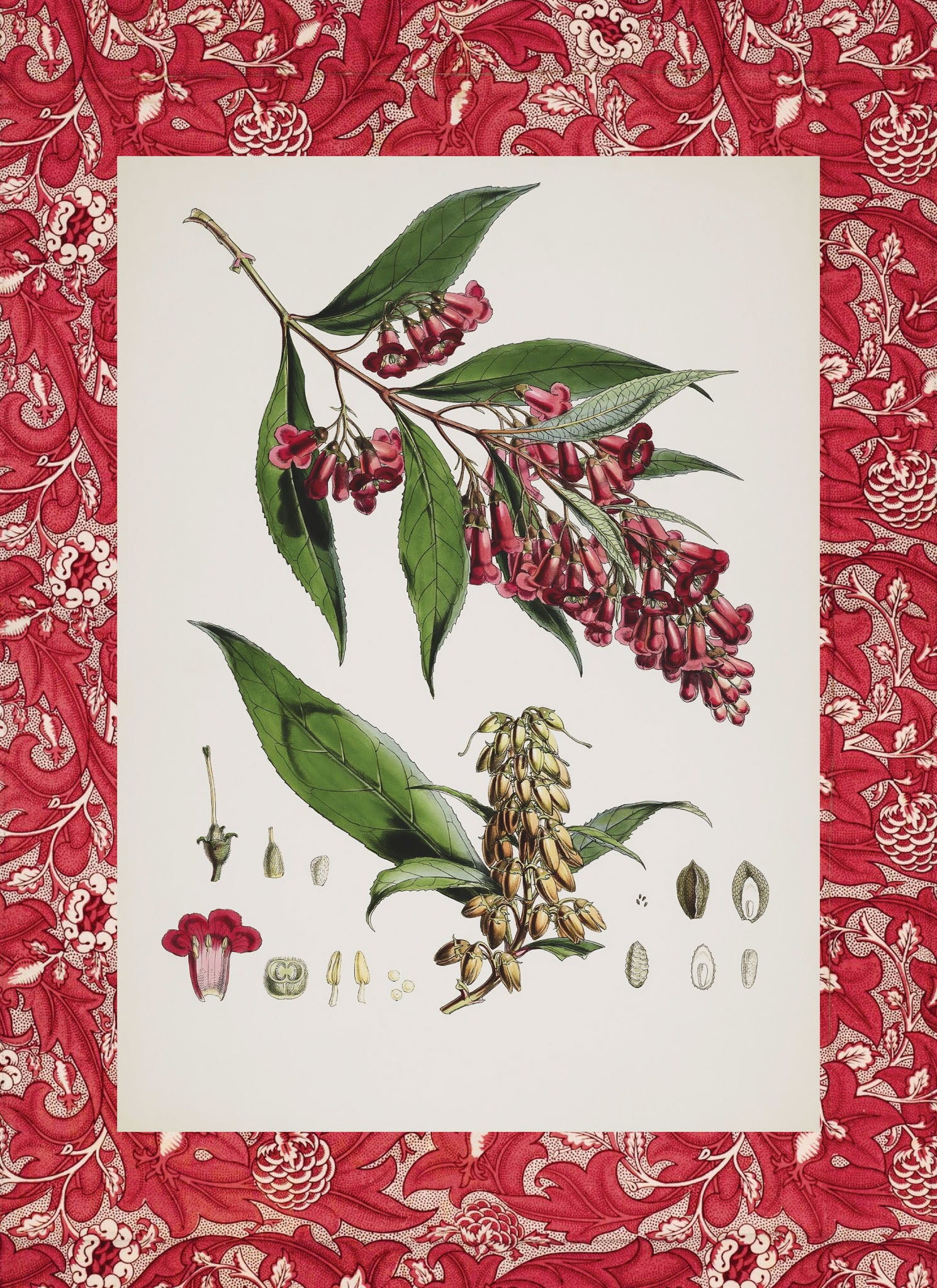 Buddleia Colvilei