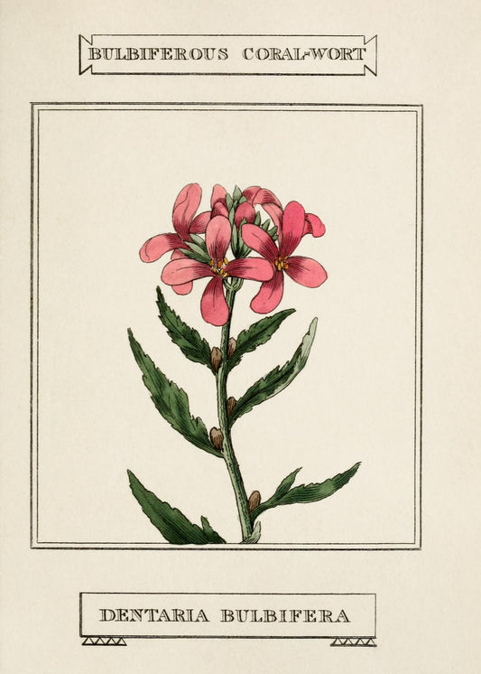 Bulbiferous Coral-Wort