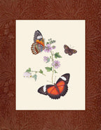 Butterflies 1