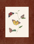 Butterflies 2
