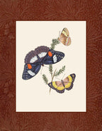 Butterflies 3