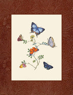 Butterflies 4