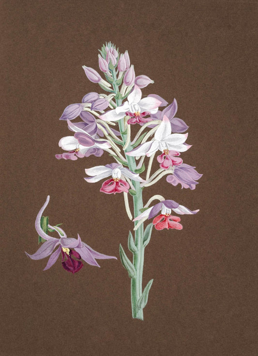 Calanthe Dominii
