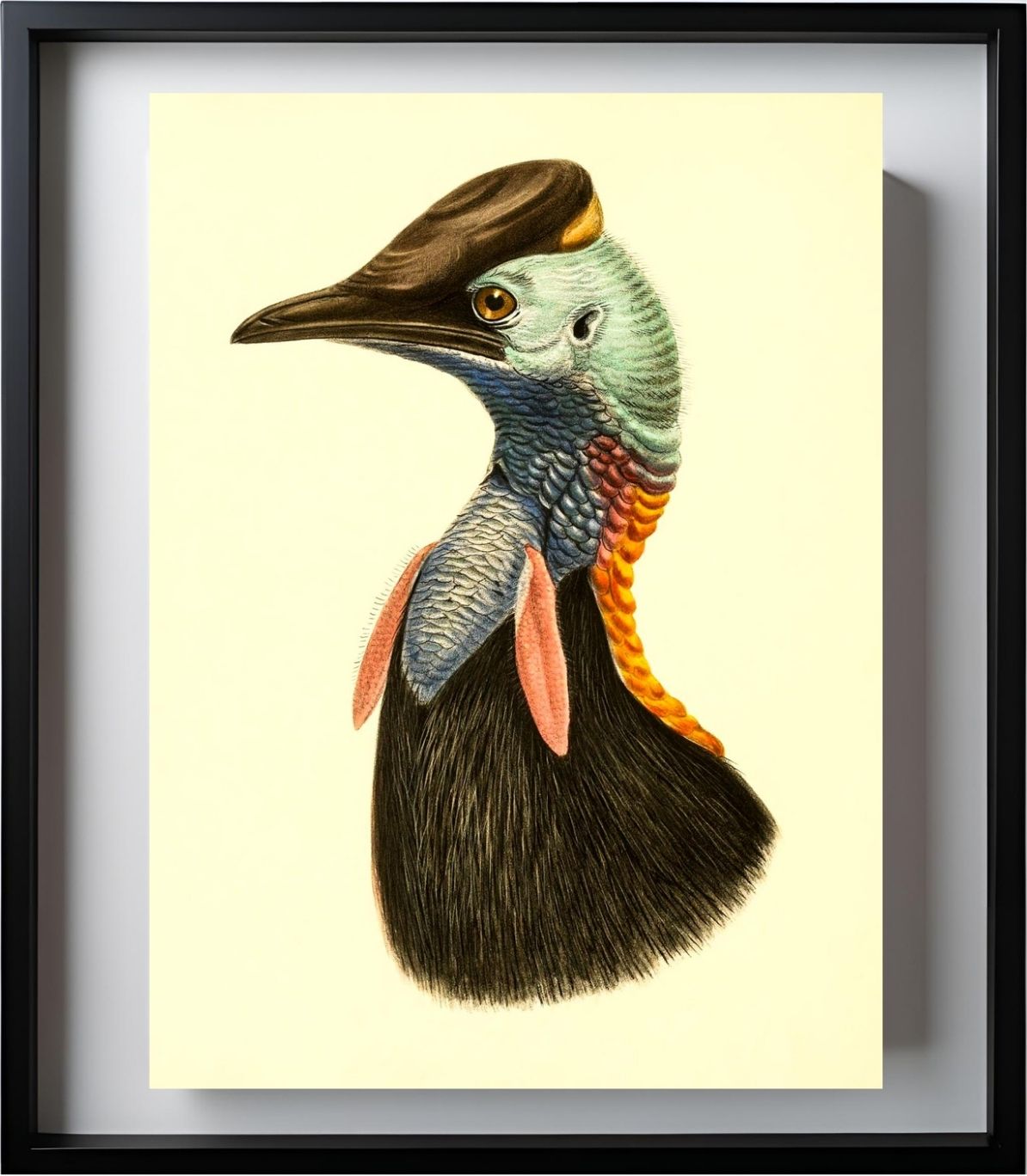 Casuarius Bicarunculatus
