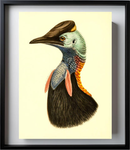 Casuarius Bicarunculatus