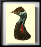 Casuarius Picticollis Hecki
