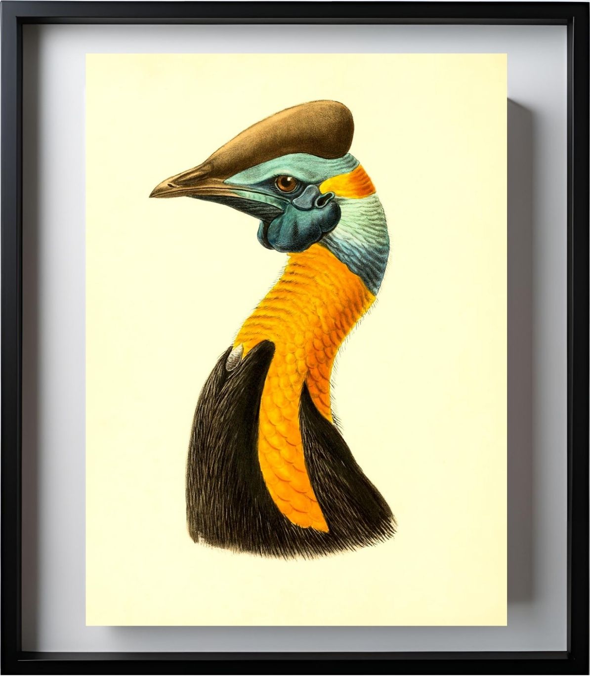 Casuarius Uniappendiculatus Aurantiacus