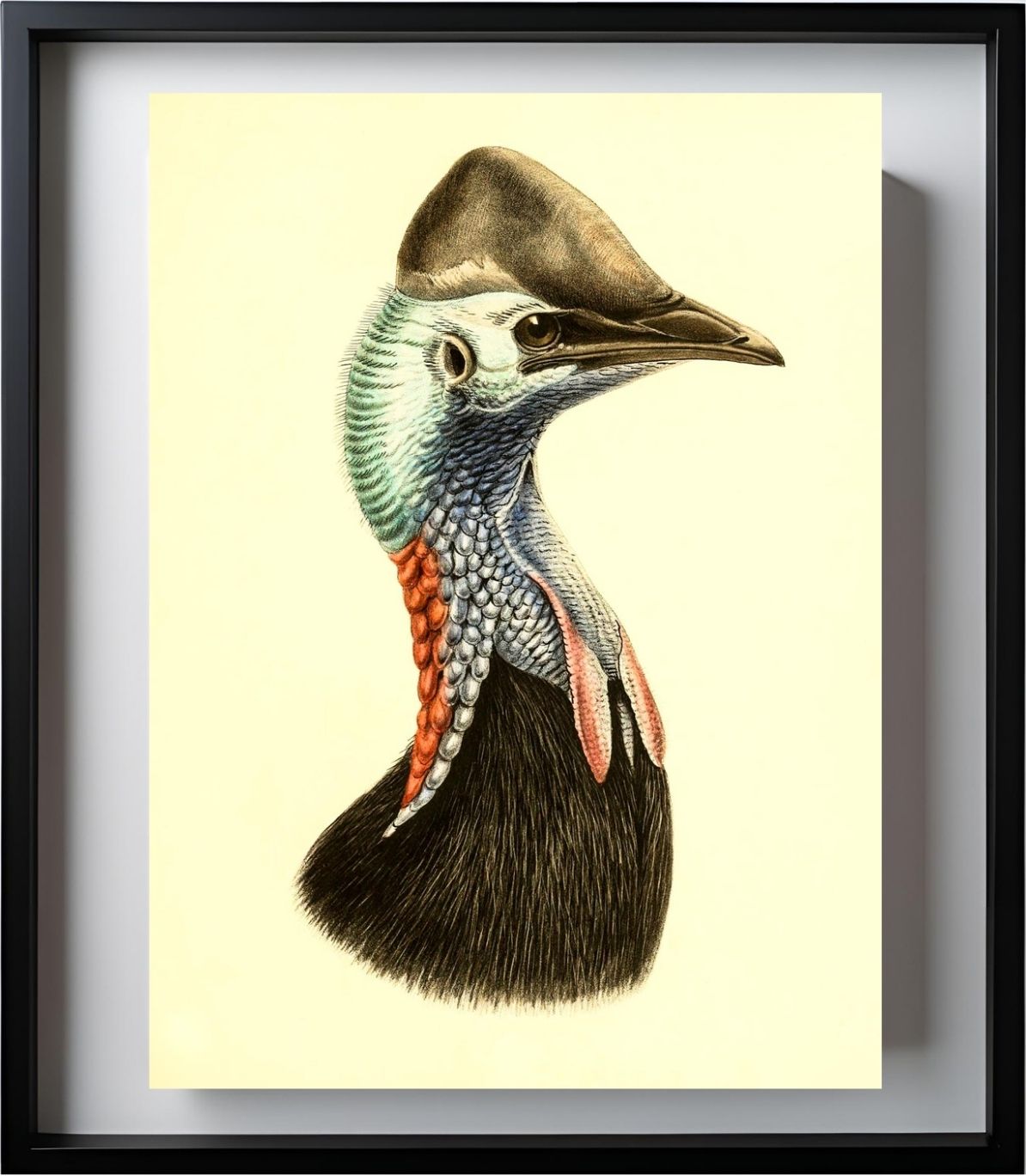 Casuarius Casuarius Salvadorii