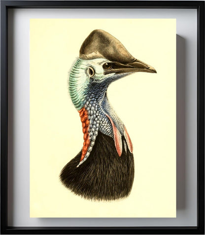 Casuarius Casuarius Salvadorii
