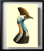 Casuarius Casuarius Intensus