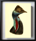Casuarius Picticollis