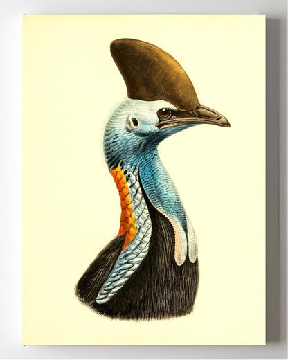 Casuarius Casuarius Intensus