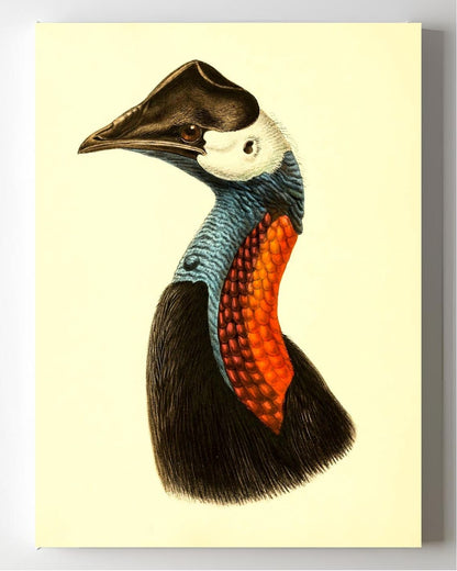 Casuarius Papuanus