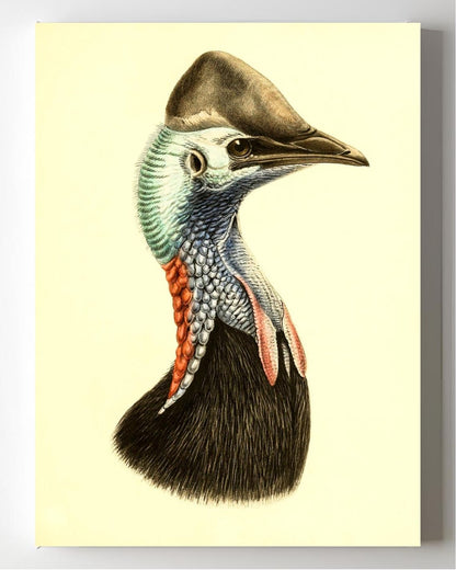Casuarius Casuarius Salvadorii