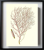 Gorgonia violacea