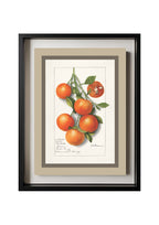 Oranges Calamondrian