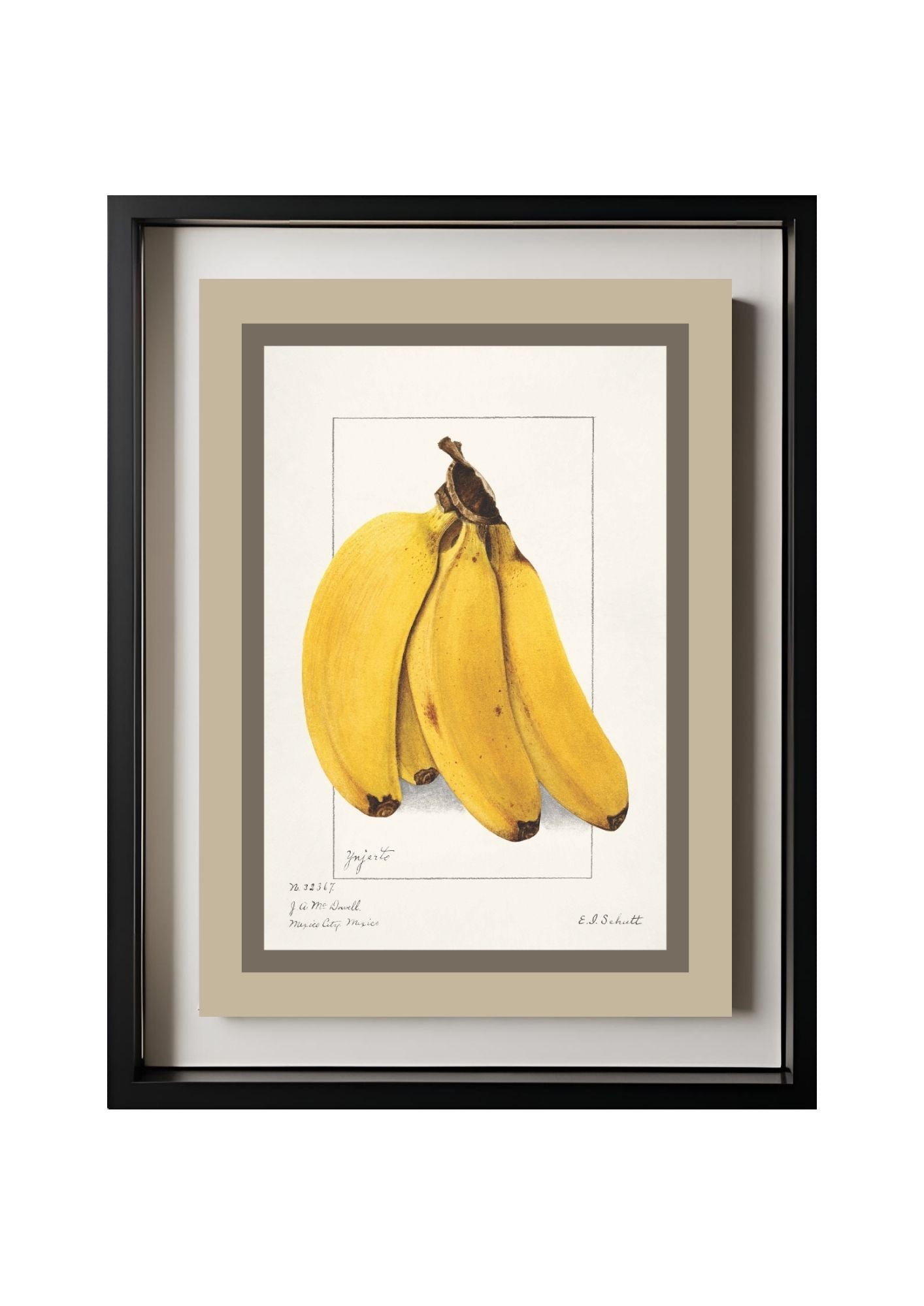Bananas Musa