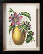 La Barbadine (Passiflora Grandiflora)