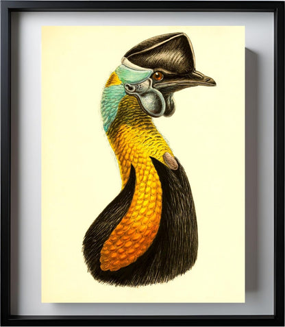 Casuarius Uniappendiculatus