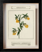 Hermannia