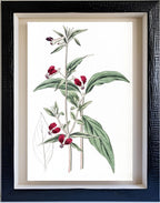 Mexican Two-Petalled Cuphea