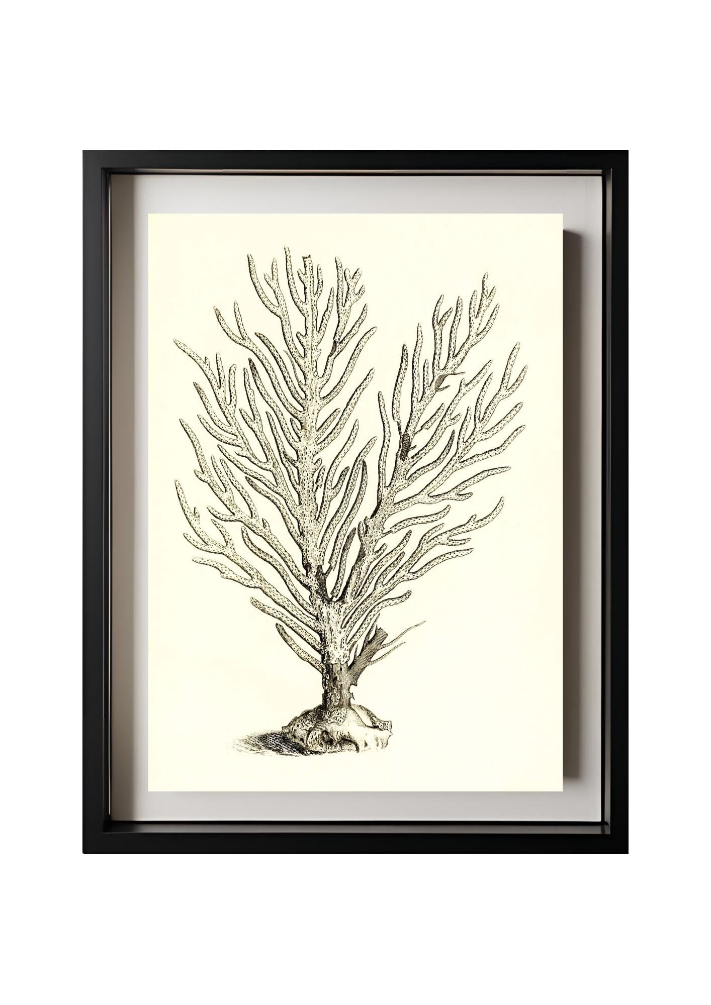 Gorgonia palma