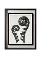 Aspidium Filix Mas (Shield Fern Fronds)