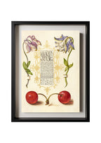 European Columbines and Sweet Cherry
