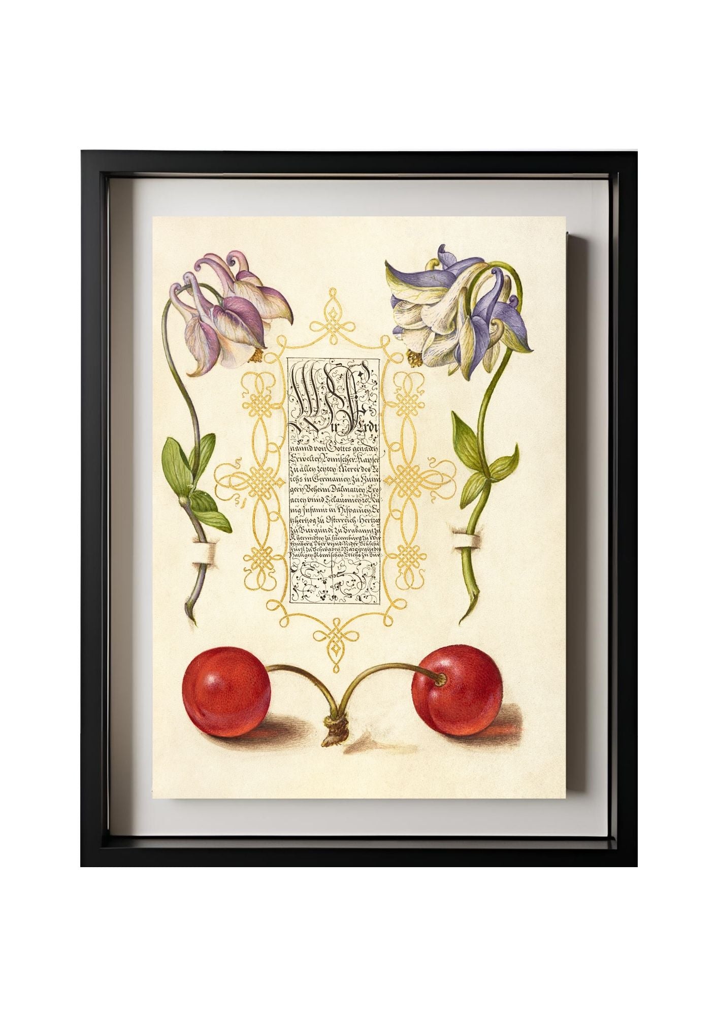 European Columbines and Sweet Cherry