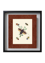 Beetles 3