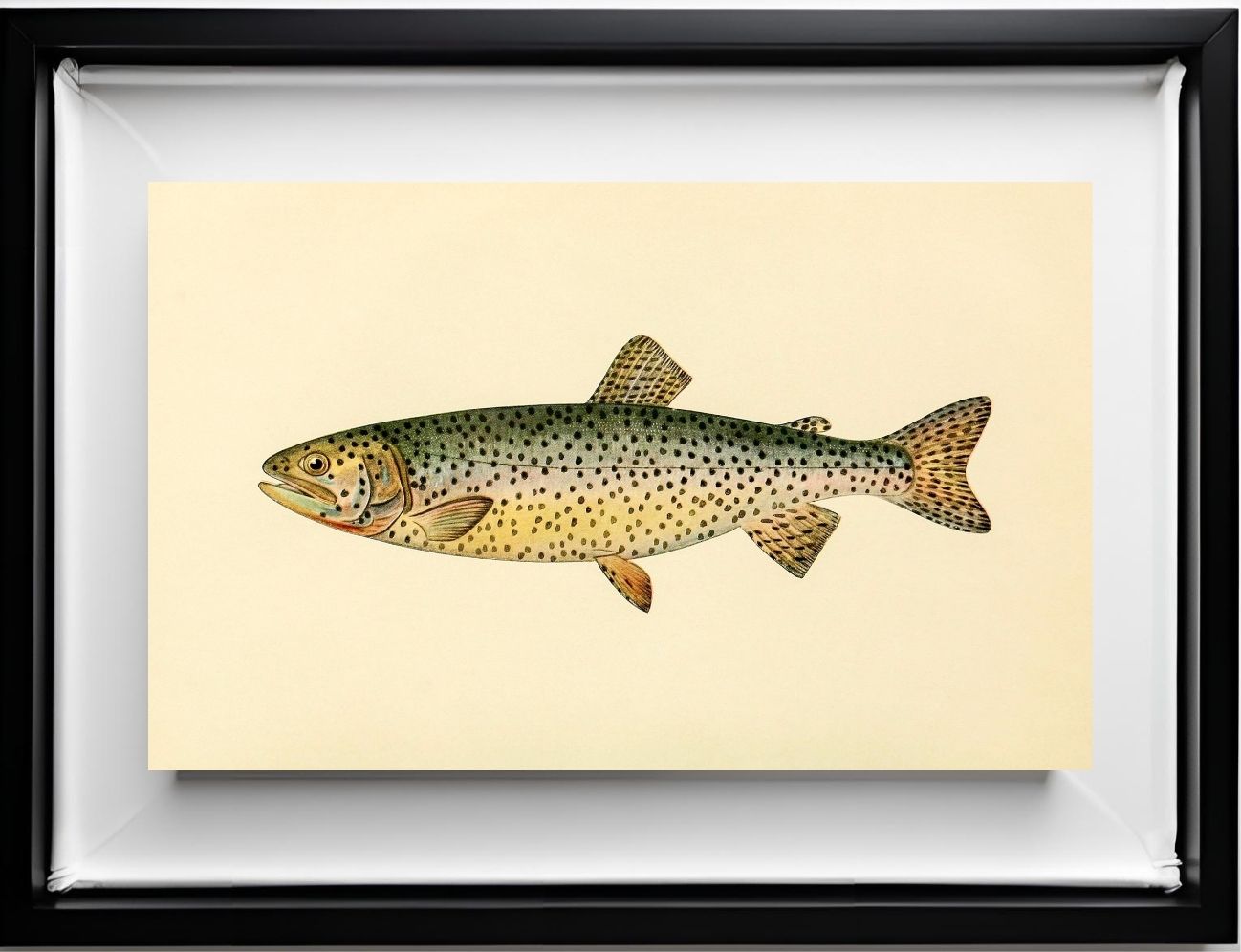 The Tahoe Trout (Adult Male) Salmo-Henshawi