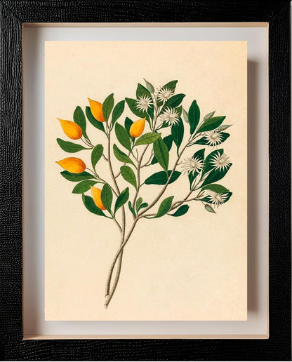 Hexand. Mono (Mimusops Obovata)