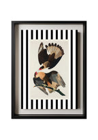 Brasilian Caracara