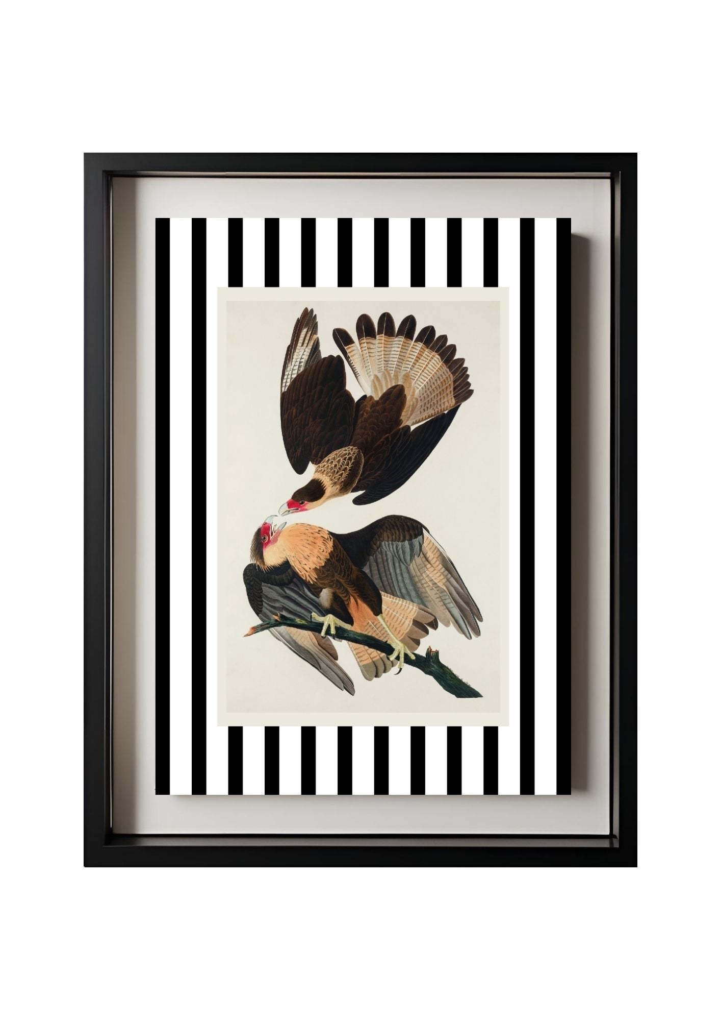 Brasilian Caracara