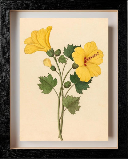 Hibiscus (Hibiscus Calyphyllus)