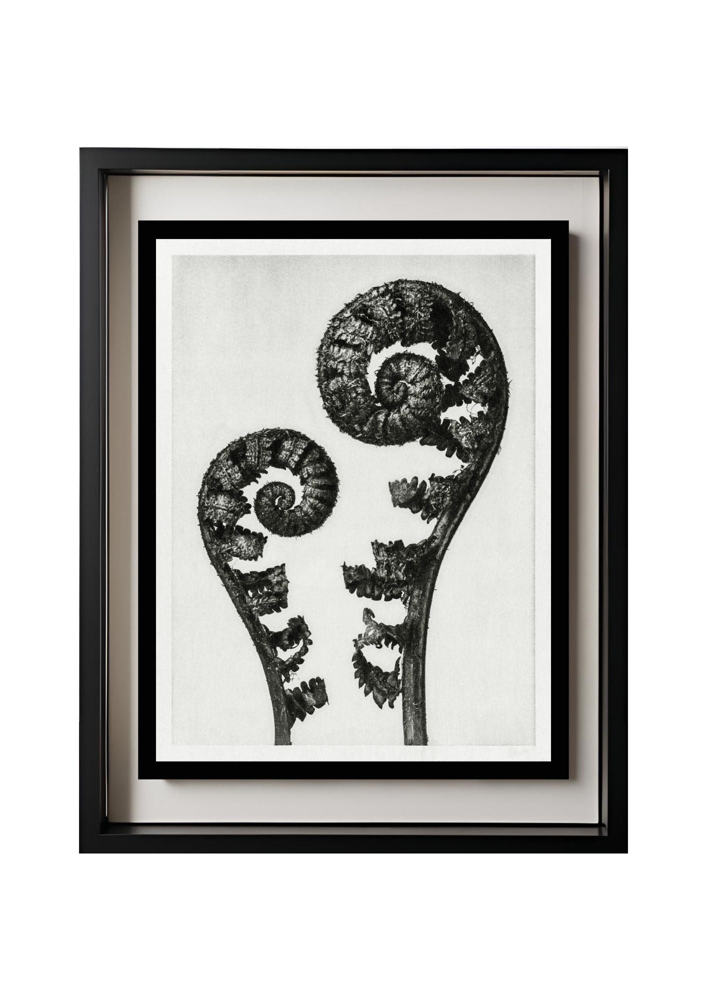 Aspidium Filix Mas (Shield Fern Fronds)