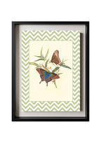 Papilio Peranthus