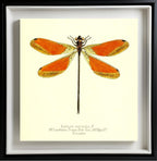 Euthore Mirabilis (male)