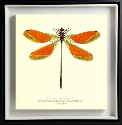 Euthore Mirabilis (male)