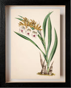 Galeandra Nivalis