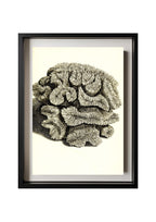 Caryophyllia sinuosa
