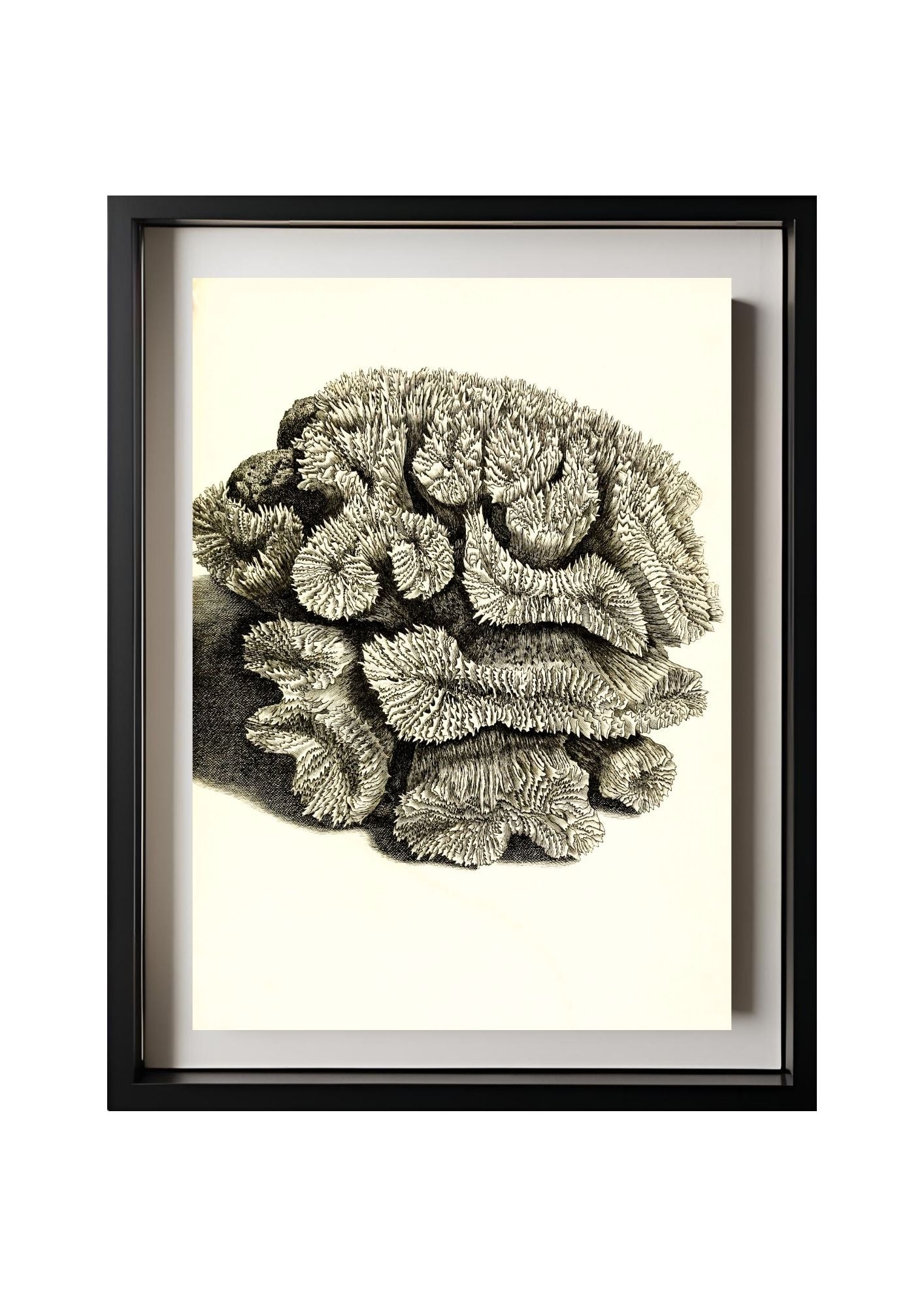 Caryophyllia sinuosa