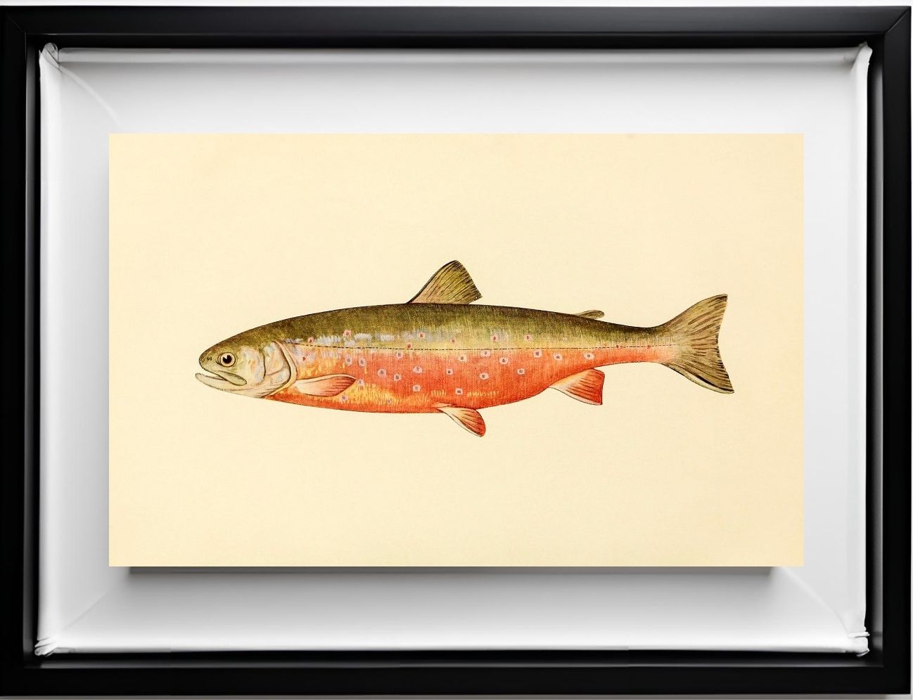 The Sunapee Trout (Adult Male) Salvelinus-Aureolus