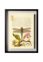 Dragonfly, Pear, Carnation, and Insect