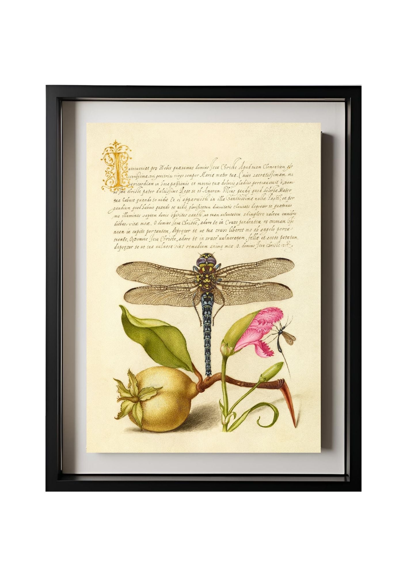 Dragonfly, Pear, Carnation, and Insect