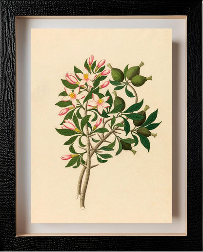Gardenia Nov. Sp. (Hyperacanthus Amoenus)