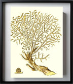 Gorgonia placomus 2